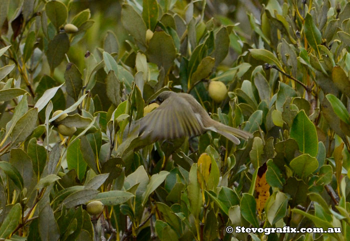 Brown Honeyeater flying