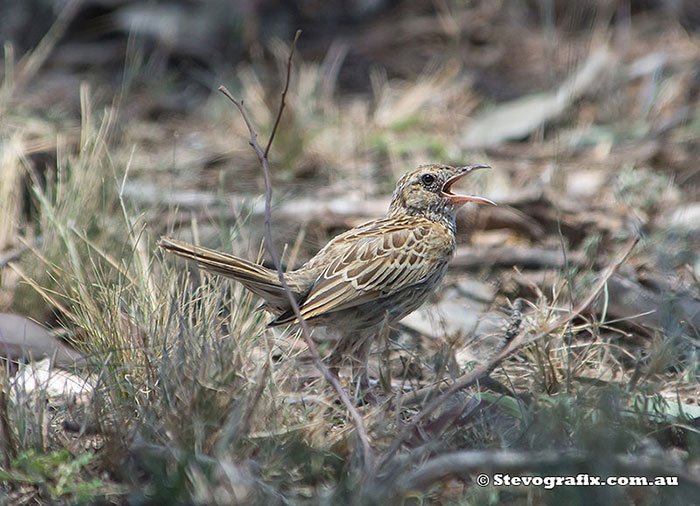 Brown Songlark