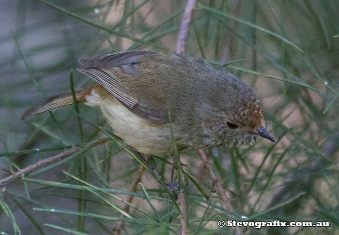 Brown Thornbill