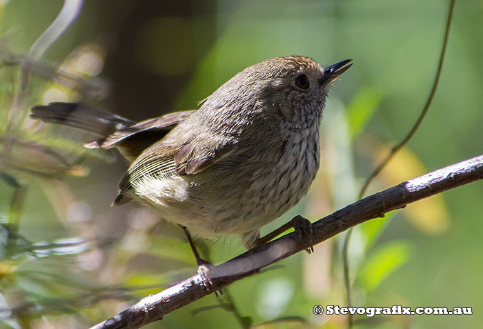 Brown Thornbill