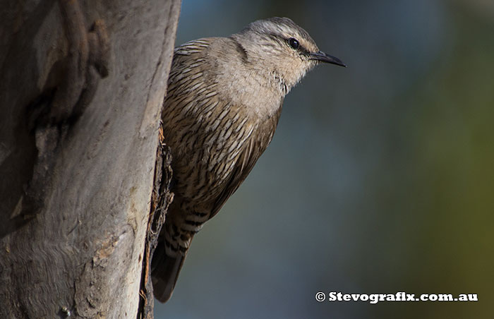 Brown Treecreeper