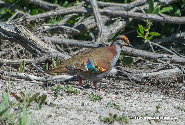 Brush Bronzewing