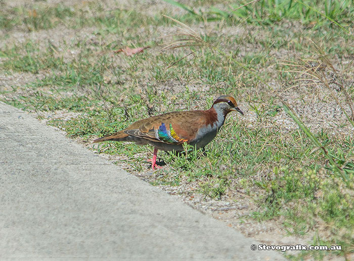 Brush Bronzewing