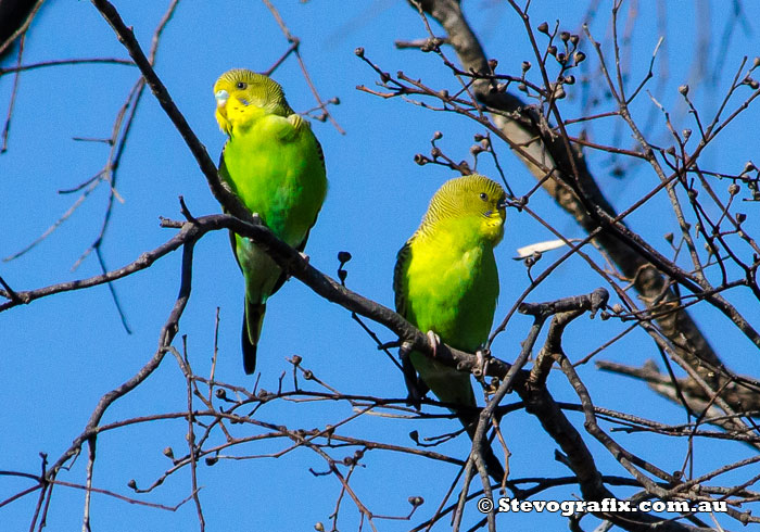 Budgerigars