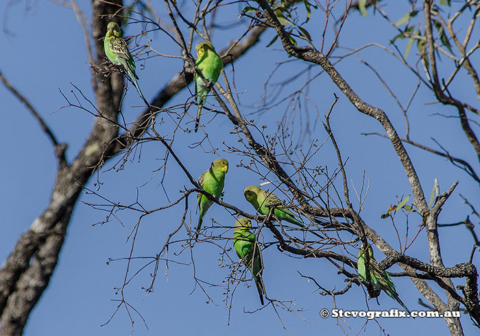 Budgerigars