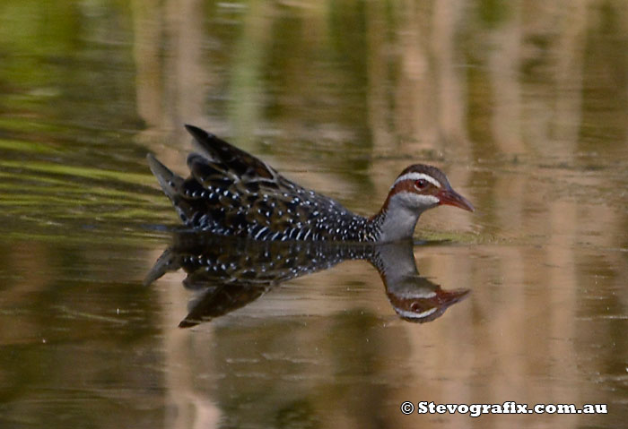 Buff-banded Rail