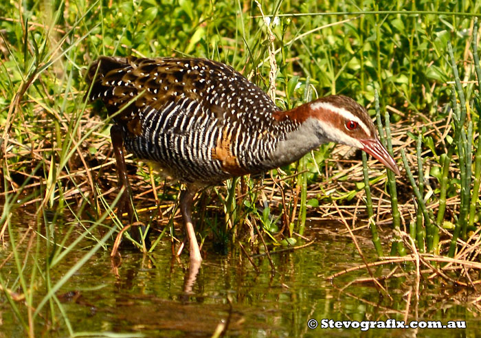 Buff-banded Rail