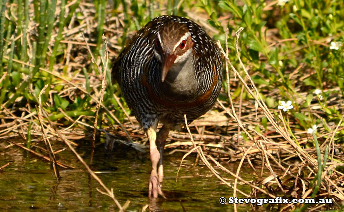 Buff-banded Rail