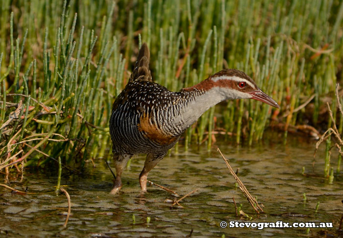 Buff-banded Rail