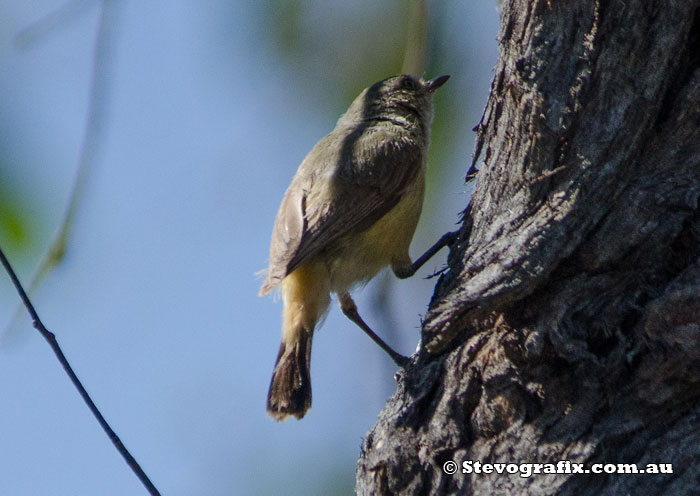 Buff-rumped Thornbill