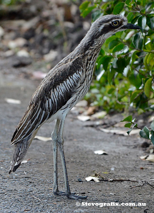 Bush Stone-curlew