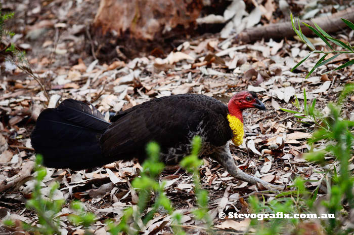 Male Bush Turkey