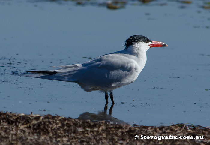 Caspian Tern in breeding colours.