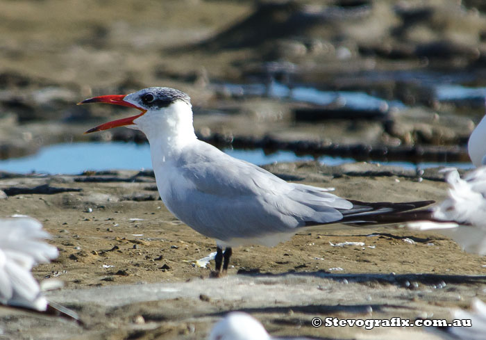 Caspian Tern