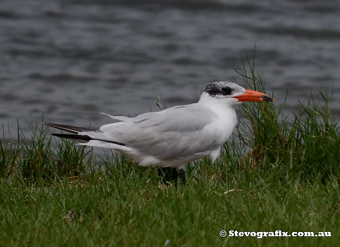 Caspian Tern