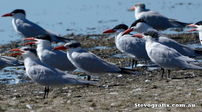 Caspian Terns