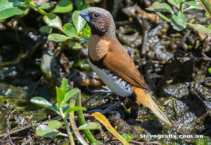 Chestnut-breasted Mannikin