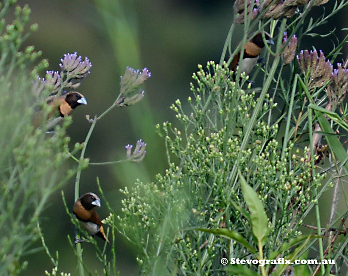 Chestnut-breasted Mannikins