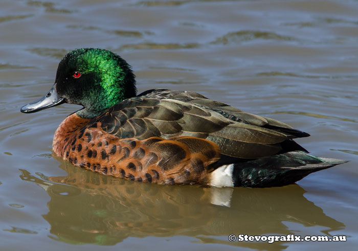 Male Chestnut Teal