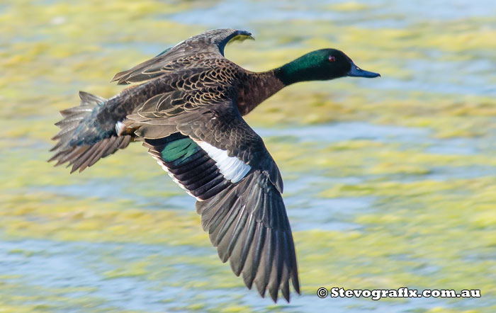 Chestnut Teal in flight