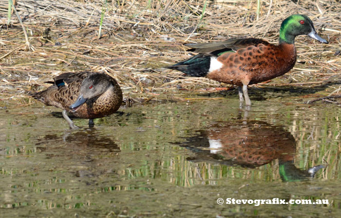 Chestnut Teals