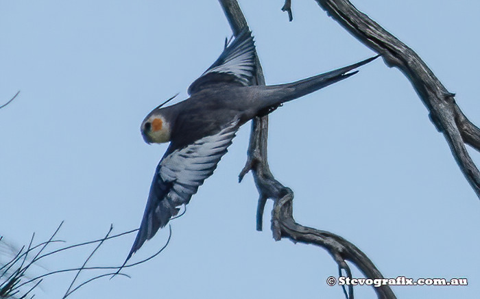 Cockatiel