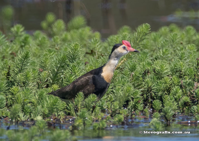 Comb-crested Jacana