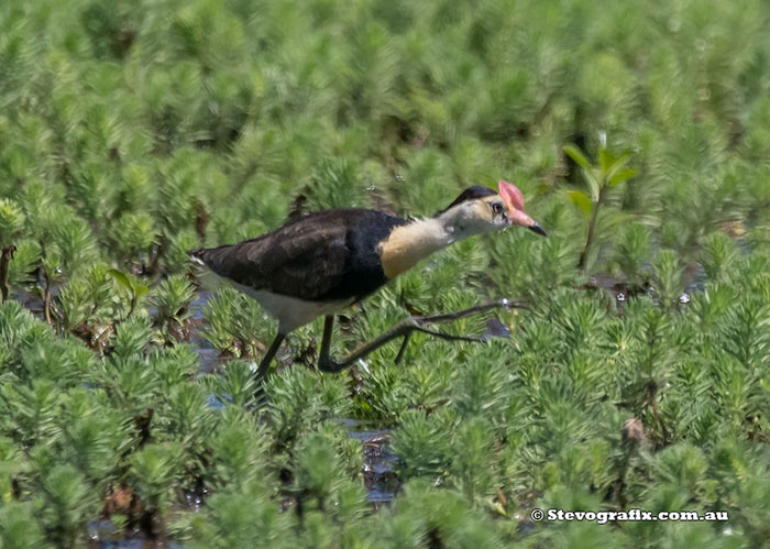 Comb-crested Jacana