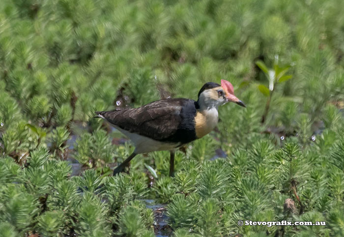 Comb-crested Jacana