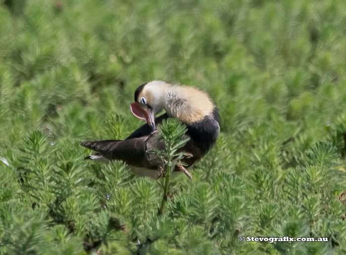 Comb-crested Jacana