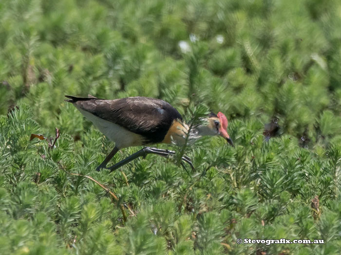 Comb-crested Jacana