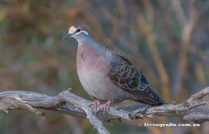 Common Bronzewing