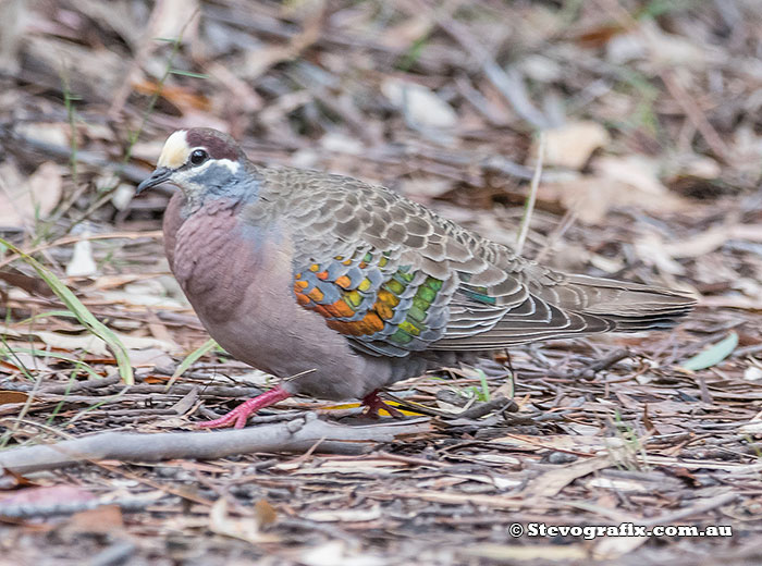 Common Bronzewing