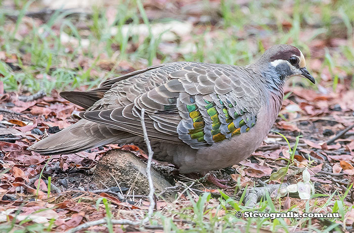 Common Bronzewing