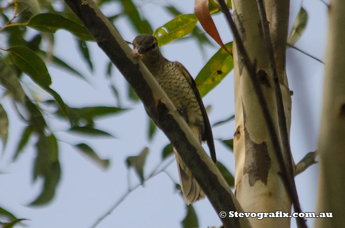 Female Common Cicadabird