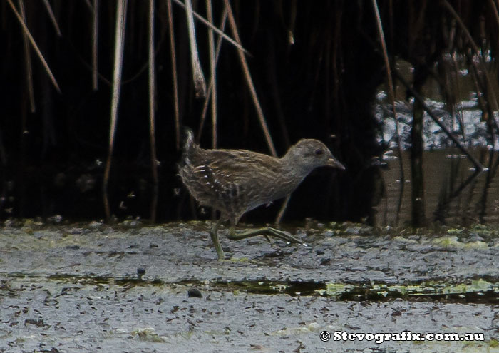 Spotted Crake