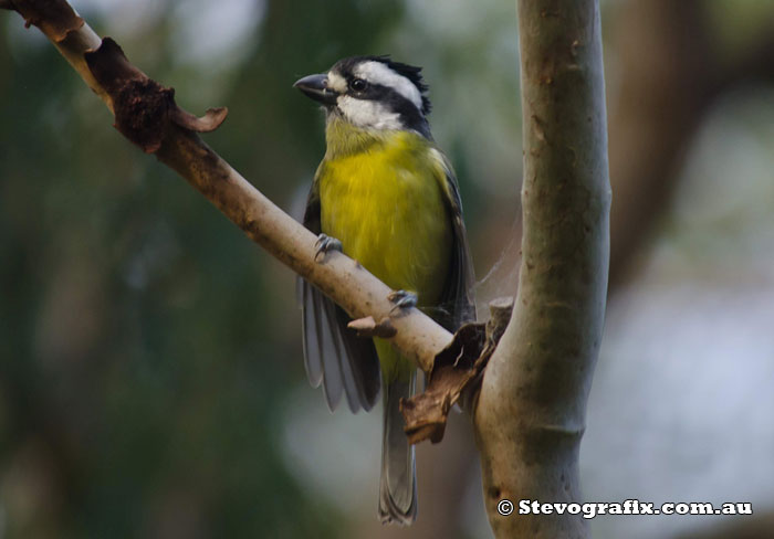 Crested Shrike-tit