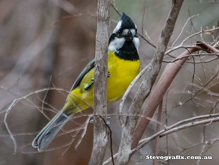 Male Crested Shrile-tit