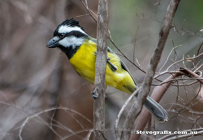 Male Crested Shrile-tit