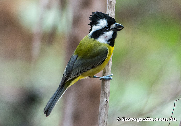 Male Crested Shrile-tit