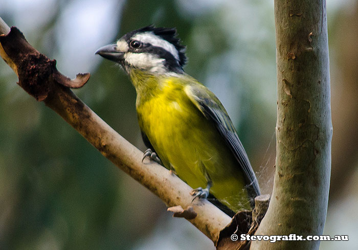 Crested Shrike-tit