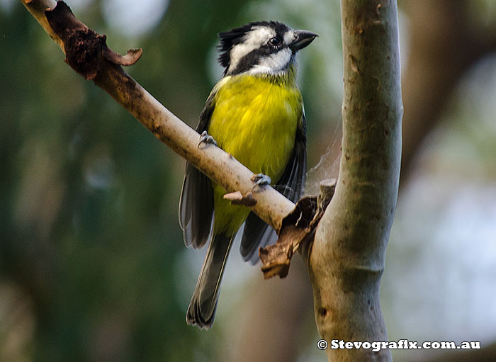 Crested Shrike-tit