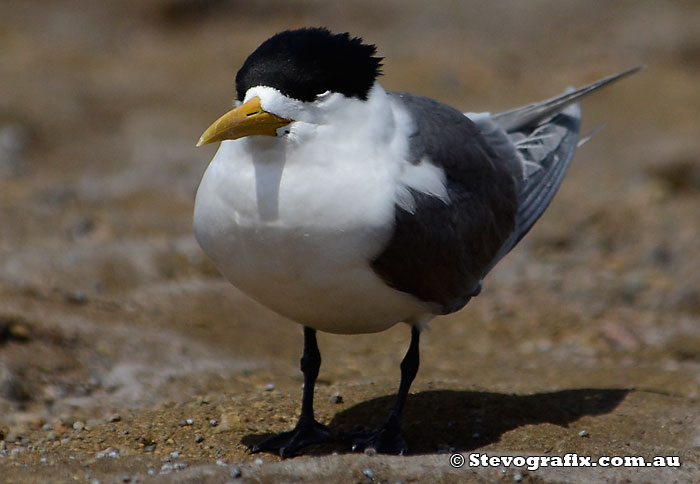 Crested Tern