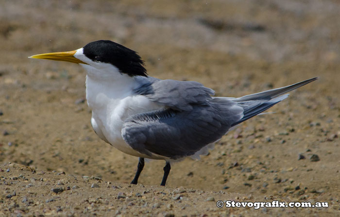 Crested Tern