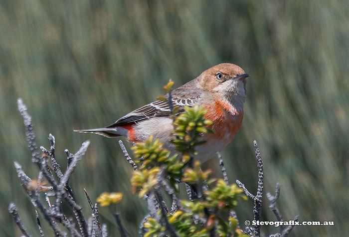 Female Crimson Chat