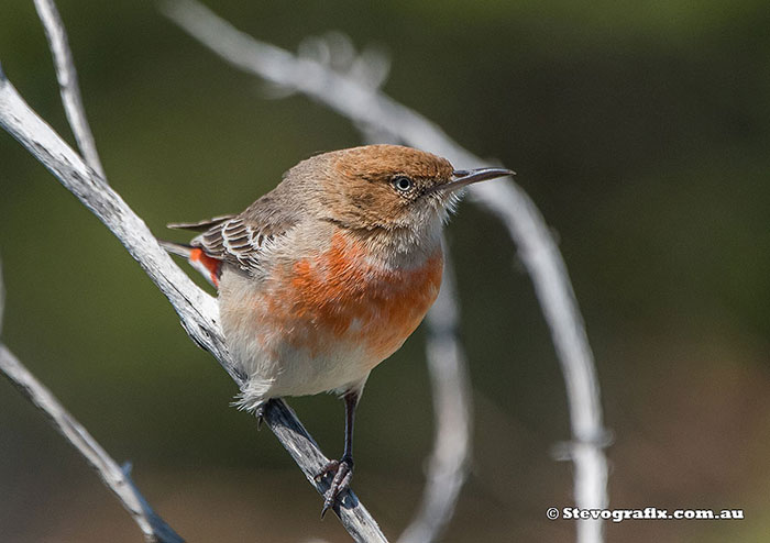 Female Crimson Chat