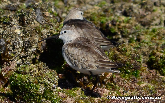 Curlew Sandpiper