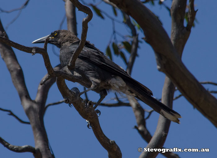 Grey Currawong