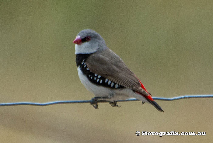 Diamond Firetail