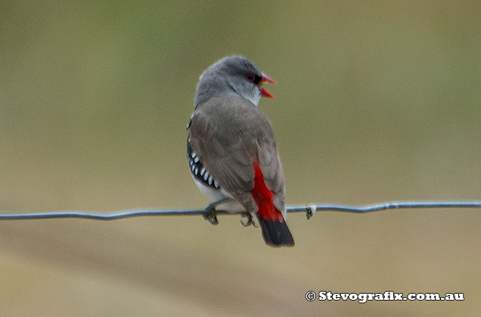 Diamond Firetail